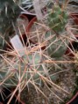/album/opuntia/o-al-jpg/